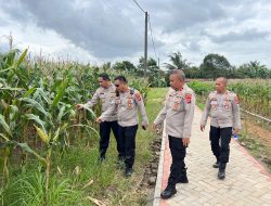 Kapolsek Tigaraksa Cek Lahan Ketahanan Pangan, Jagung 18 Ton yang Siap Panen di Desa Pematang