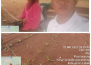 Polsek Rangkasbitung Polres Lebak Cek Pemupukan Tanaman Bibit Jagung Hibrida