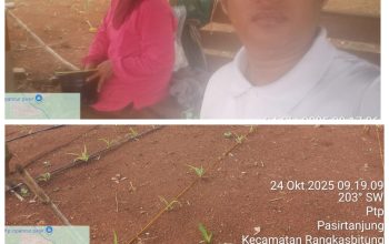 Polsek Rangkasbitung Polres Lebak Cek Pemupukan Tanaman Bibit Jagung Hibrida