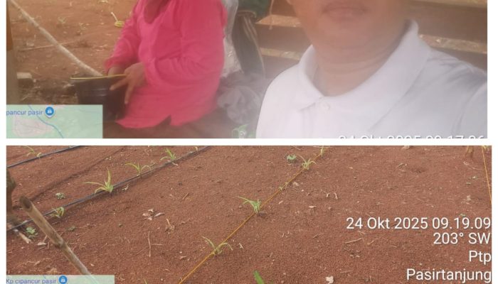 Polsek Rangkasbitung Polres Lebak Cek Pemupukan Tanaman Bibit Jagung Hibrida