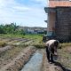 Babinkamtibmas Polsek Purwakarta Dampingi Warga Kebondalem Tanam Jagung