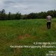 Kanit Bimas dan anggota Polsek Warunggunung Polres Lebak Cek Tanaman Bibit Jagung Hibrida di Kp.Jalupang Ds.Padasuka