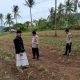 Memastikan Pertumbuhan Jagung, Kanit Binmas dan Bhabinkamtibmas Bersama Petani Cek Secara Rutin Pertumbuhan Tanaman Jagung Pipil