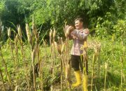 Kapolsek Cimarga Polres Lebak Cek Persiapan Panen Jagung Desa Margaluyu