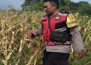 Bhabinkamtibmas Polsek Banyusari Bersama Petani Monitoring Pertumbuhan Tanaman Jagung