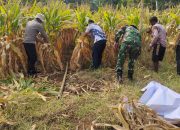 Kapolsek bersama Poktan, Forkopimcam dan Bumdes Puloampel Panen Raya Jagung Dukung Swasembada Pangan