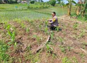 Pantau lahan jagung pok tani sinarjaya kecamatan.puloampel Desa sumranja oleh Bhabinkamtibmas Polsek Puloampel