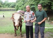 70 Sapi dan 5 Domba Qurban Polda Banten Disalurkan kepada Masyarakat