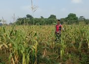 Bhabinkamtibmas Polsek Telagasari Lakukan Perawatan Tanaman Jagung Dukung Swasembada Pangan Nasional