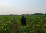 Polsek Jatisari Komitmen Dukung Penuh Program Swasembada Pangan Cek Tanaman Jagung di Desa Situdam