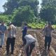 Satreskrim Polres Karawang Bersama Personil Polsek Telagasari Tanam Jagung Hibrida