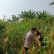 Bhabinkamtibmas Polsek Tegalwaru Giat Monitoring Perkembangan Jagung Program Ketahanan Pangan
