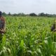 Tinjau Tanaman Jagung, Bukti Polsek Klari Fokus Dukung Program Swasembada Pangan Nadional
