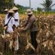 Sinergi Satreskrim Polres Karawang dan masyarakat, Dukung Program Pemerintah Ketahanan Pangan