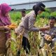 Aksi Nyata Polsek Telukjambe Barat Wujudkan Program Swasembada Pangan Nasional