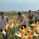 Kolaborasi Kapolsek Klari, Danramil dan Camat Klari, Wujudkan Program Swasembada Pangan Nasional di Lahan Perum Bumi Kosambi Baru