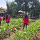 Personil Polsek Telagasari Bersama Bhayangkari Laksanakan Penanaman dan Perawatan Tanaman Jagung, Dukung Swasembada Pangan Nasional 