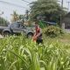 Bhabinkamtibmas Polsek Banyusari Bersama Petani Monitoring Pertumbuhan Tanaman Jagung