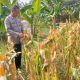 Personil Połsek Telukjambe Barat Lakukan Pengecekan Pertumbuhan Tanaman Jagung