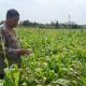 Panit Binmas Polsek Klari Tinjau Pertumbuhan Tanaman Jagung