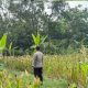 Cek Pertumbuhan Tanaman Jagung, Bentuk Komitmen Polsek Telukjambe Barat Mendukung Program Swasembada Pangan Nasional