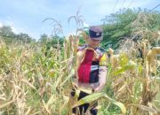 Anggota Personel Polsek Banyusari Melakukan Monitoring Pemeriksaan Kondisi Tanaman Jagung di Lahan Mapolsek Banyusari