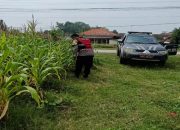 Anggota Personel Polsek Banyusari Melakukan Monitoring Pemeriksaan Kondisi Tanaman Jagung di Lahan Mapolsek Banyusari